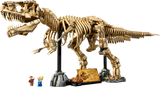 Dinosaur Fossils: Tyrannosaurus Rex